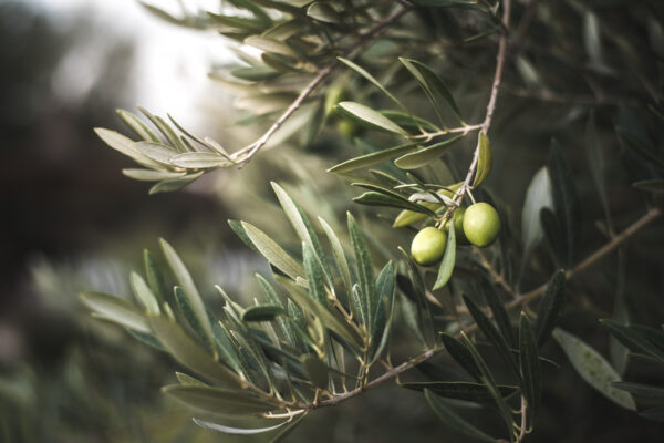green-olive-tree-morocco